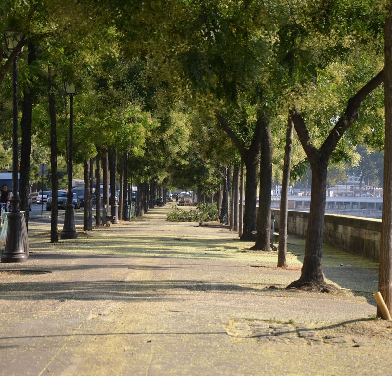 Arbres en ville Jardiprotec