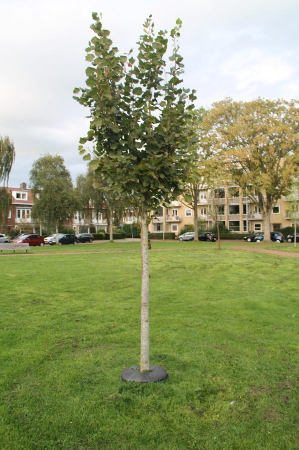 système d'irrigation pour arbre treediaper